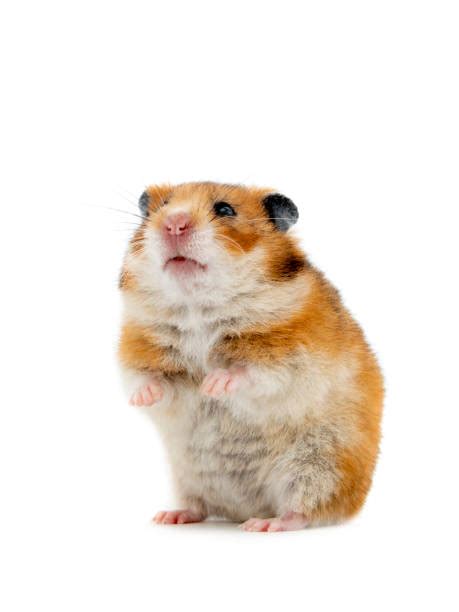 x hamster free pics|28,200+ Hamster Stock Photos, Pictures & Royalty